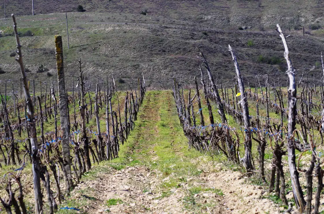 Rows of vines on the rolling hills of the Tikveš wine region near Negotino