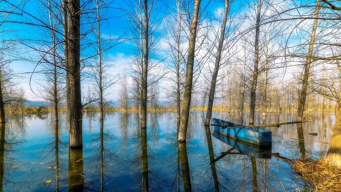 Calm shoreline of Lake Dojran with a wooden boat among trees in the water