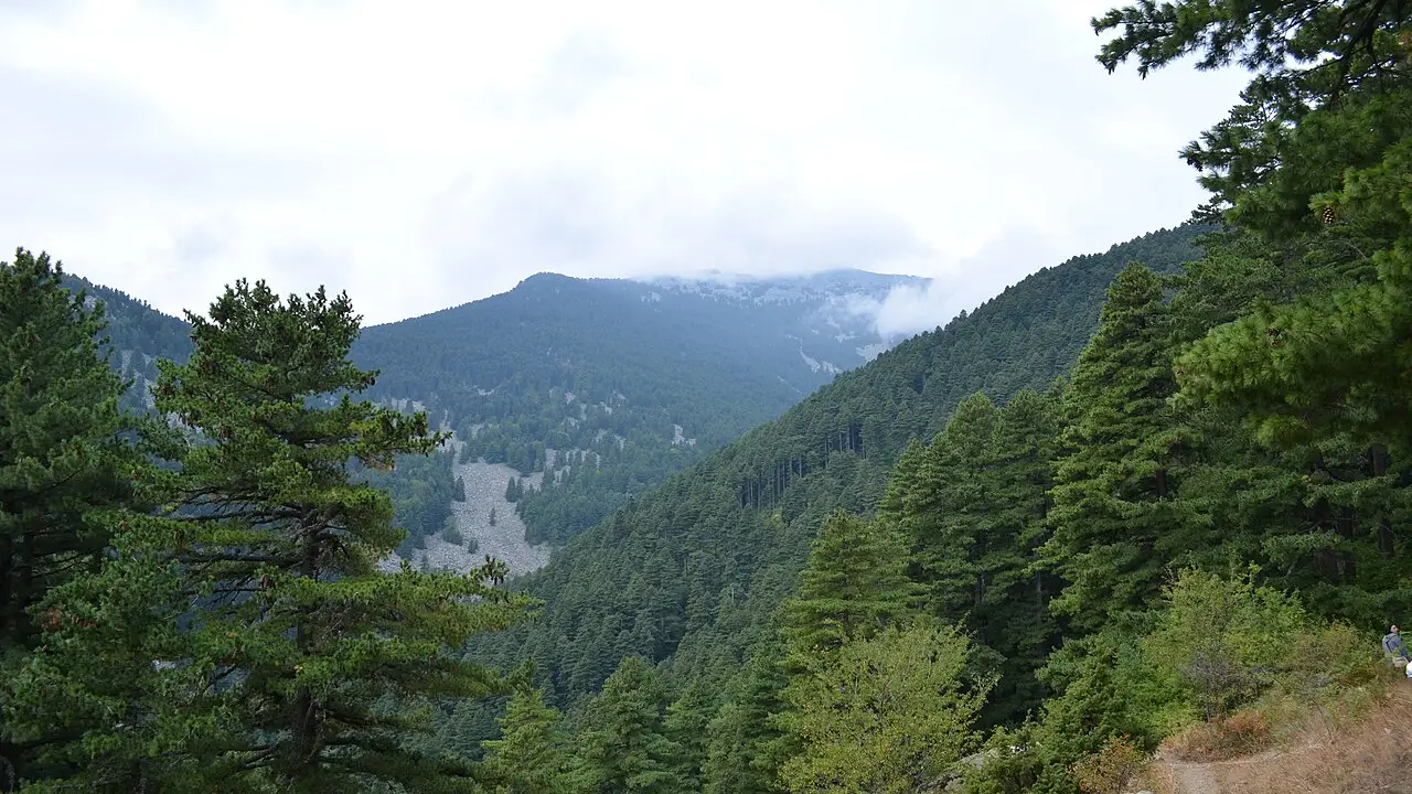 Open ridges and pine forest on Pelister above Bitola under a clear September sky