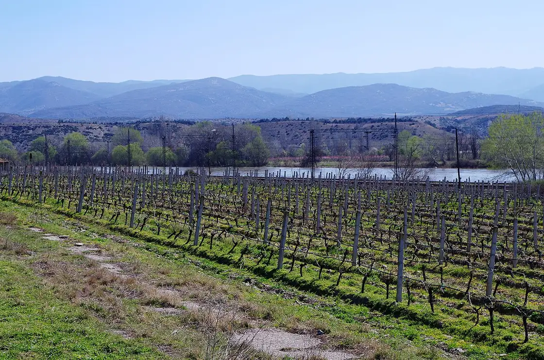 Rows of vines on a hillside in the Tikveš wine region of North Macedonia with mountains behind