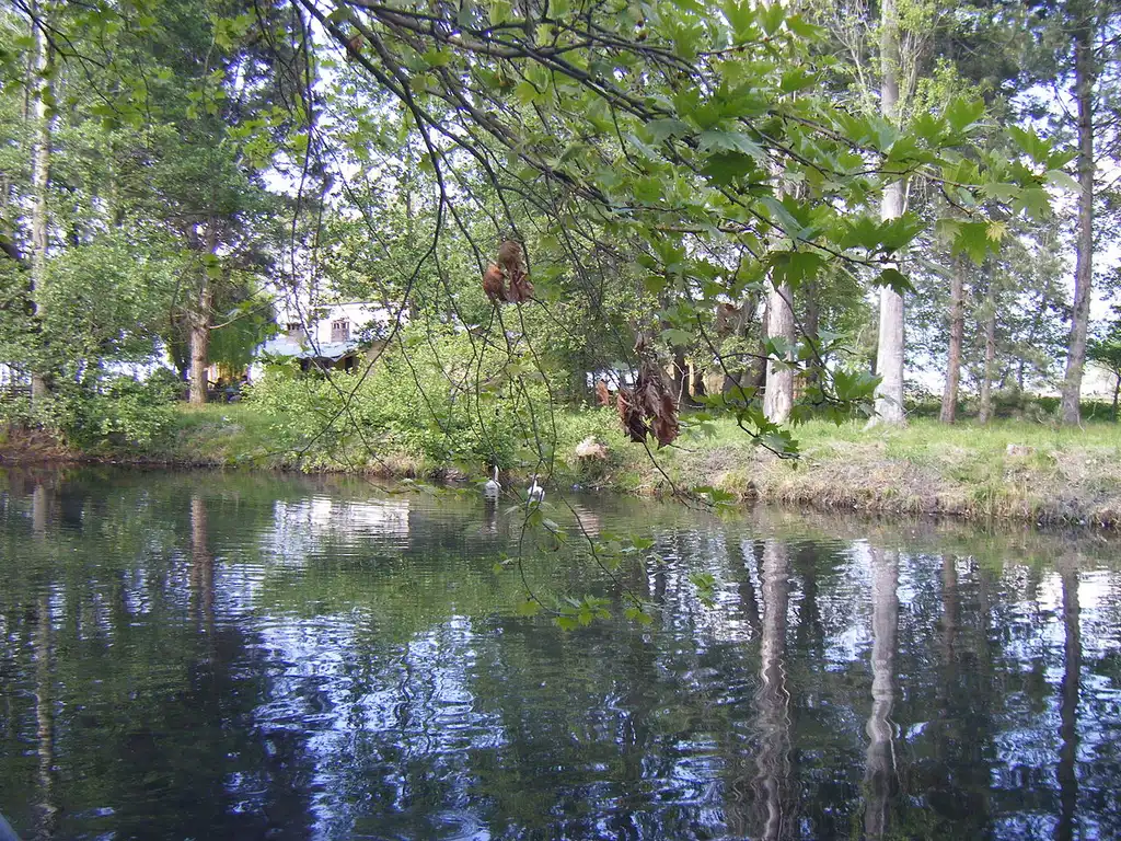 Swans on a clear spring-fed pool in the Drilon park near Pogradec