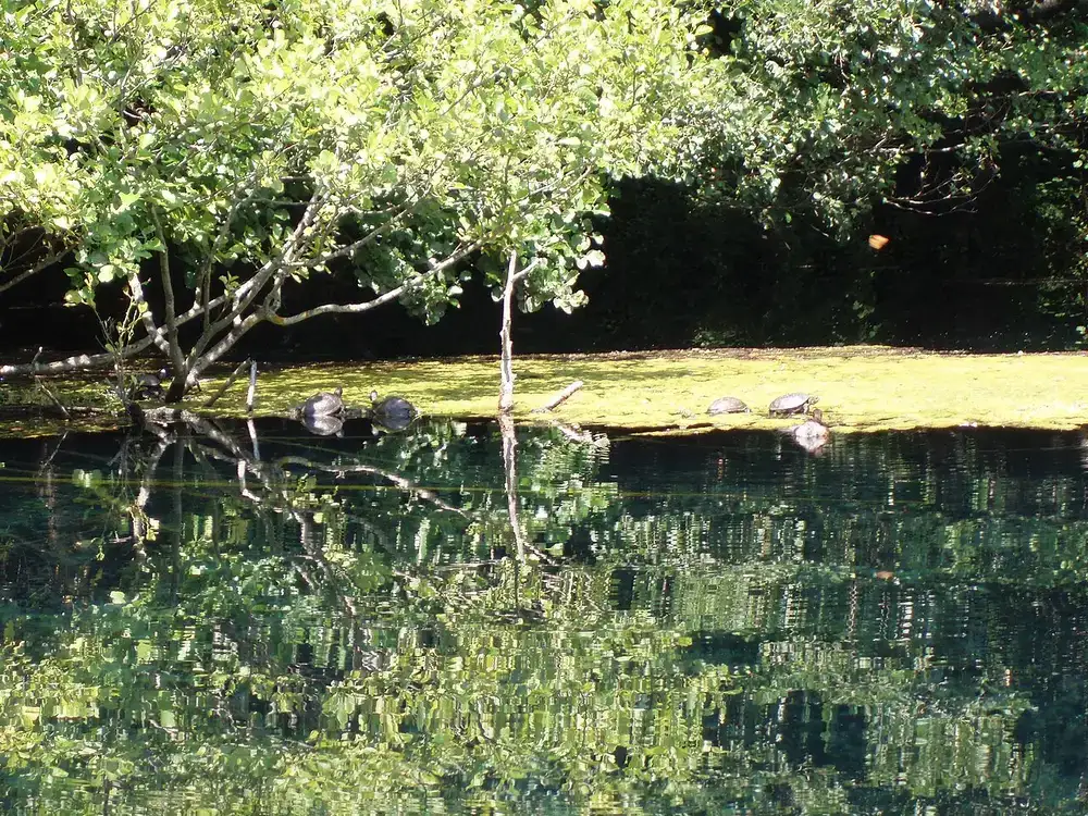Clear green spring water with mirror-like reflections under trees at the source near St. Naum