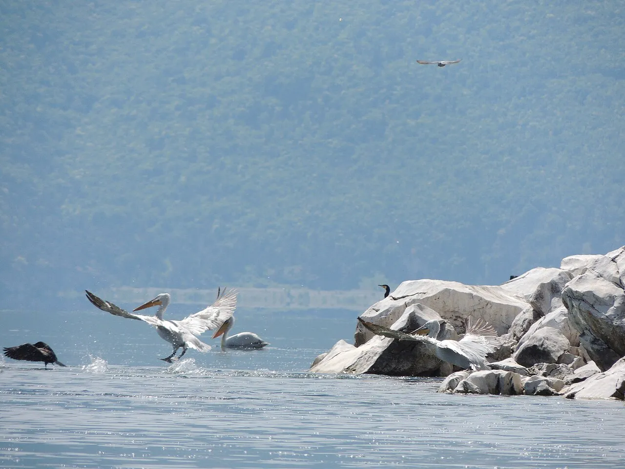 Dalmatian pelicans taking off from the water beside the white limestone rocks of Golem Grad, with a cormorant perched above