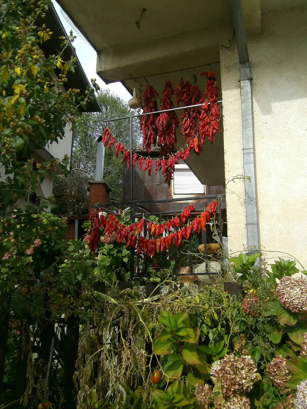Strings of red peppers drying on a balcony railing in autumn, part of the zimnica preserving ritual
