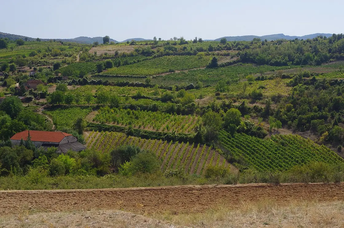 Green summer vineyards on rolling hills near Begnište in the Tikveš region, with a stone farmhouse