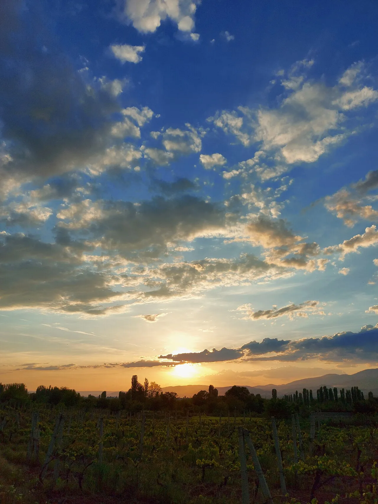 Sunset over a green vineyard with poplars and distant mountains in North Macedonia