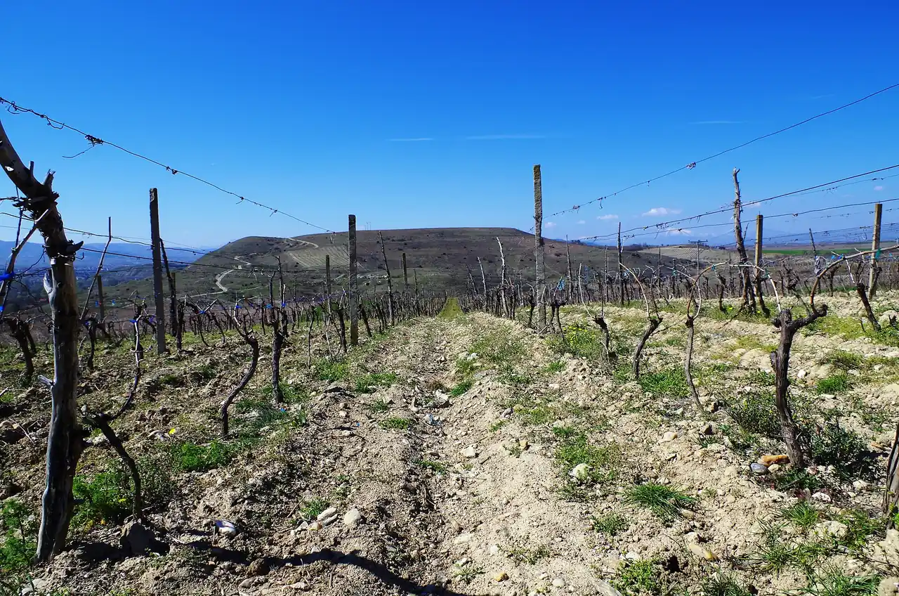 Rows of vines on stony red soil in the Tikveš wine region near Negotino, with a bare hill and blue sky behind