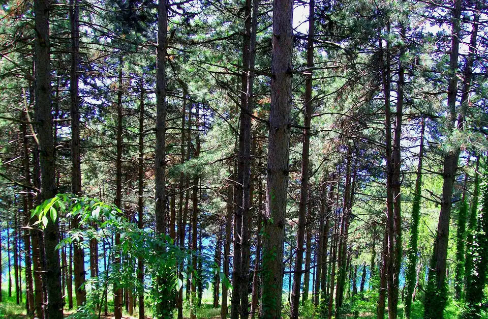 Pine trunks on a hillside above Lake Ohrid, turquoise water visible through the trees