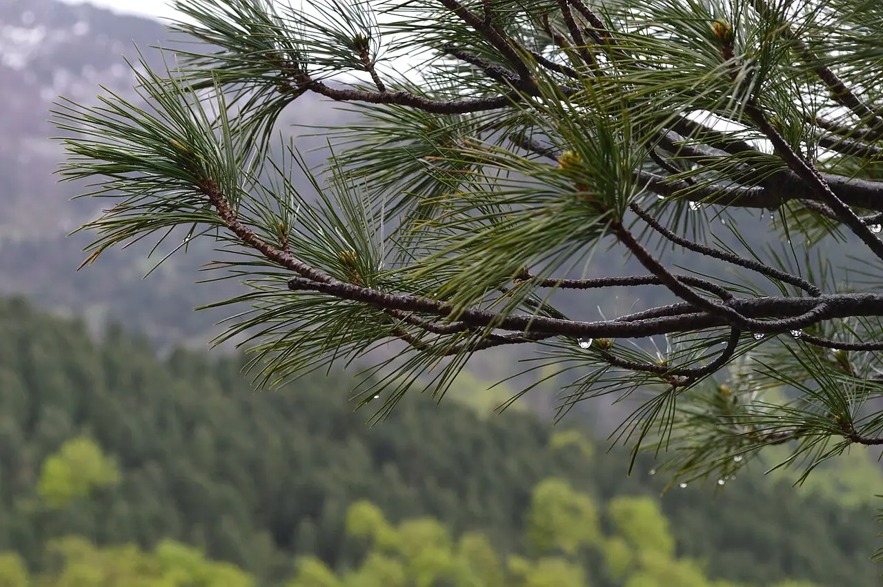 Close-up of a molika pine branch with long soft five-needle clusters beaded with raindrops