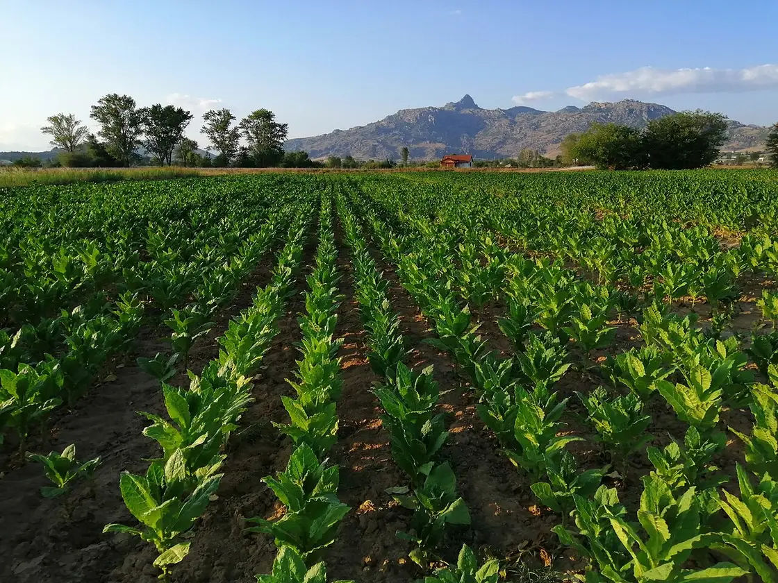 Rows of green tobacco plants in a field near Prilep, with the distinctive Pelagonia mountains behind