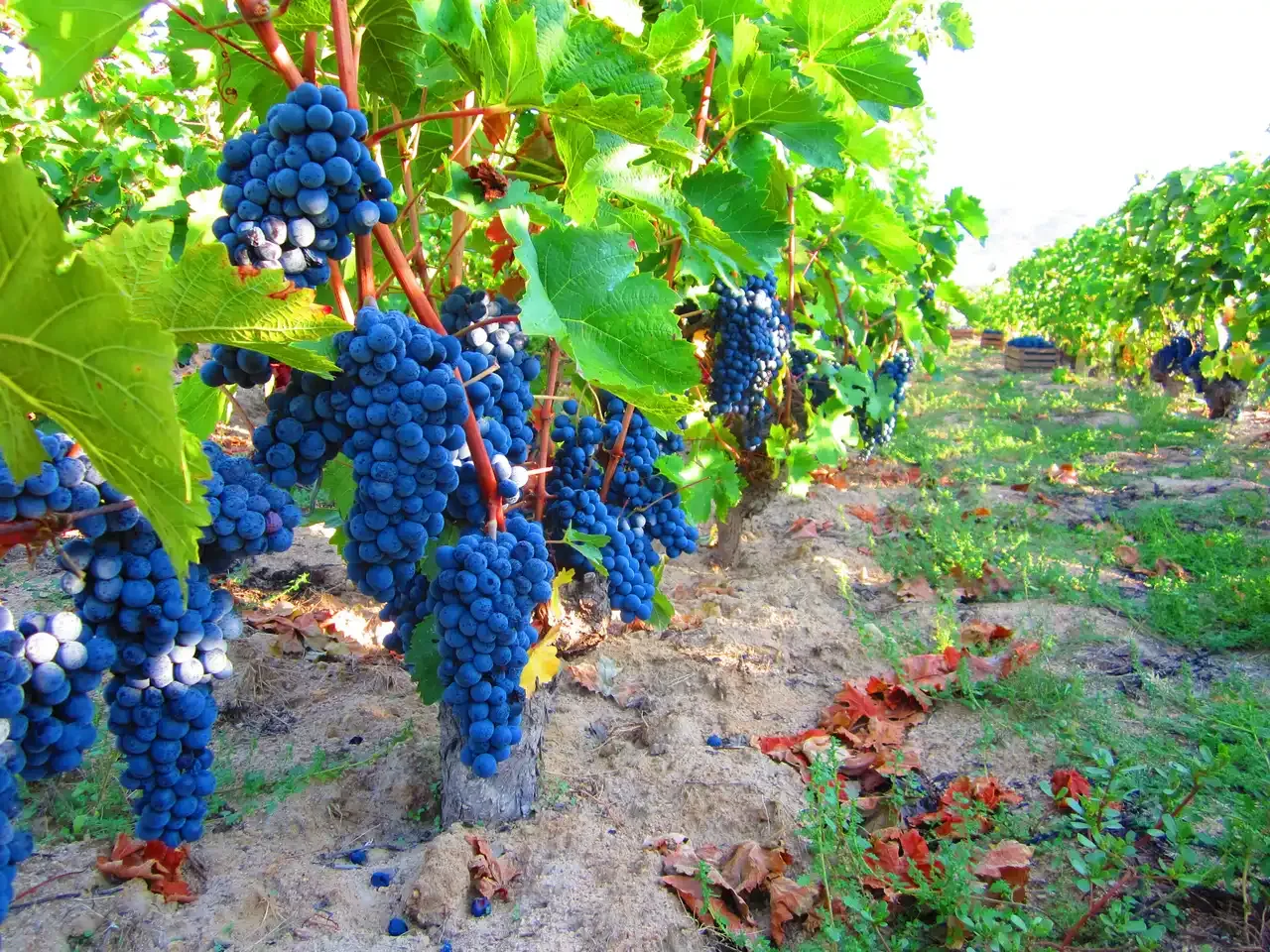 Clusters of dark blue Vranec grapes hanging among green leaves in a vineyard row