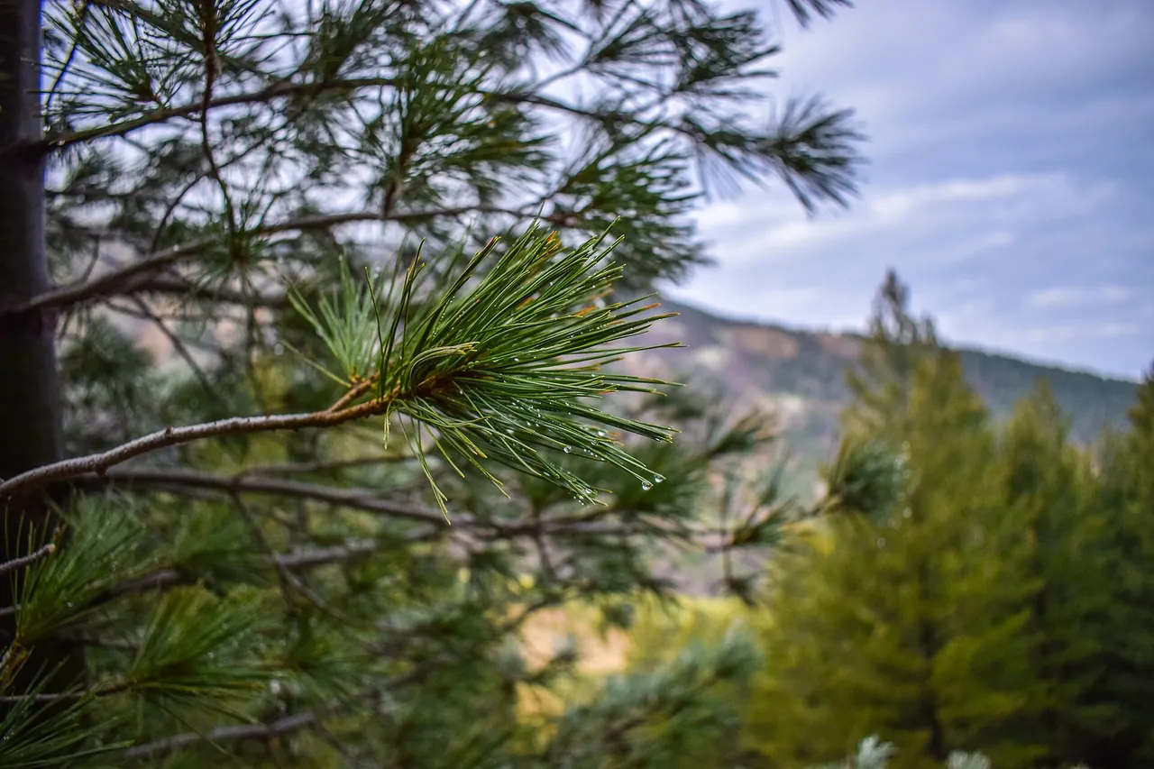 Molika pine forest and autumn slopes in Pelister National Park above Bitola