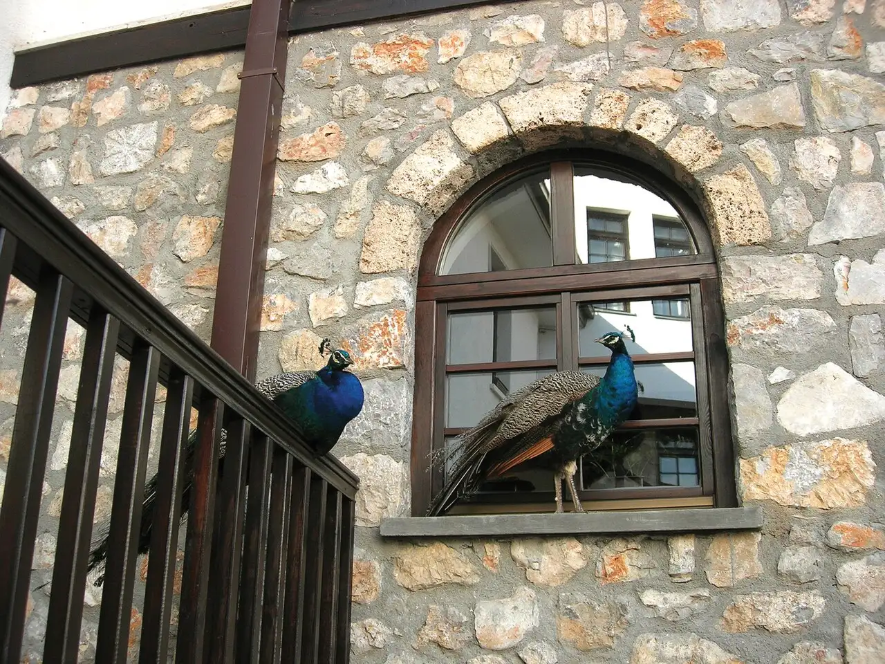 Two peacocks perched on a stone building in the St. Naum monastery courtyard