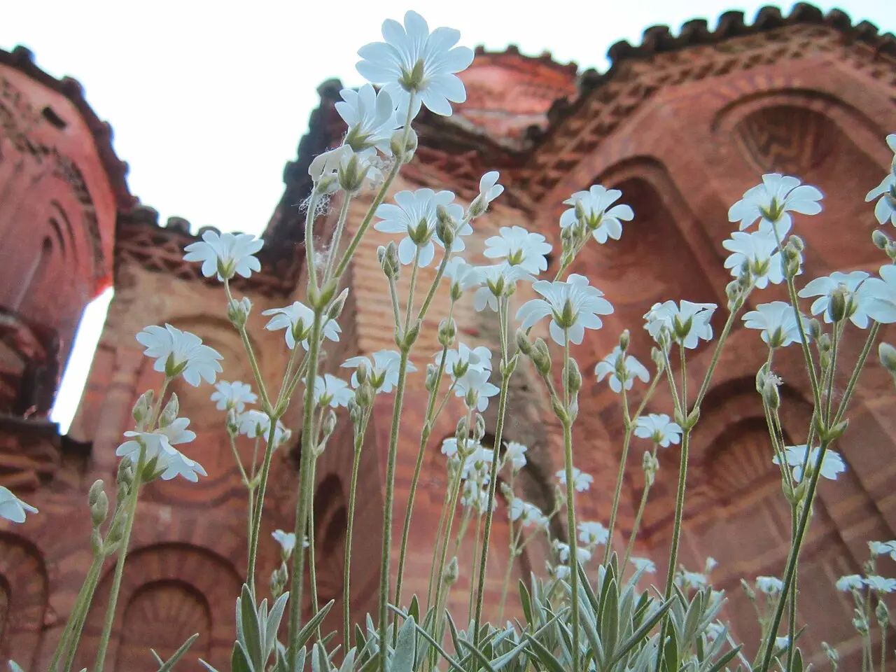 The patterned red-brick masonry of the Veljusa monastery church seen behind wild white flowers