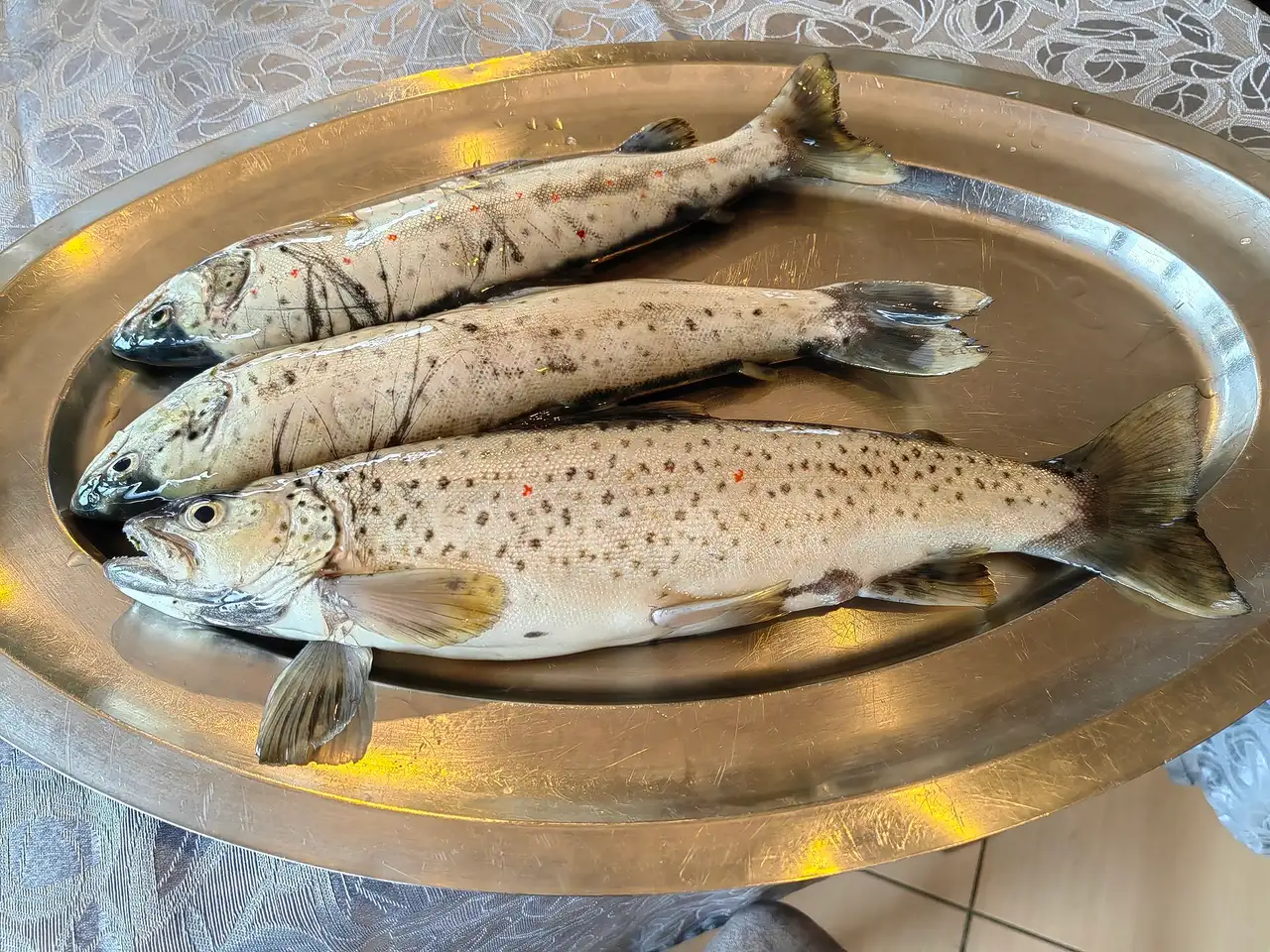 Three whole Ohrid trout laid out on a brass serving platter