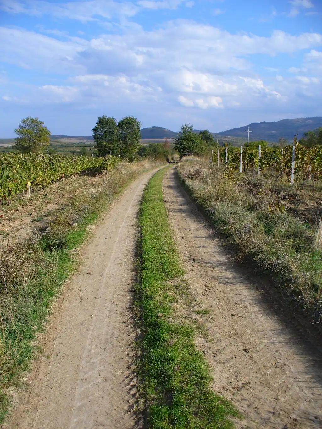 A dirt track running between rows of vines in the Tikveš wine region