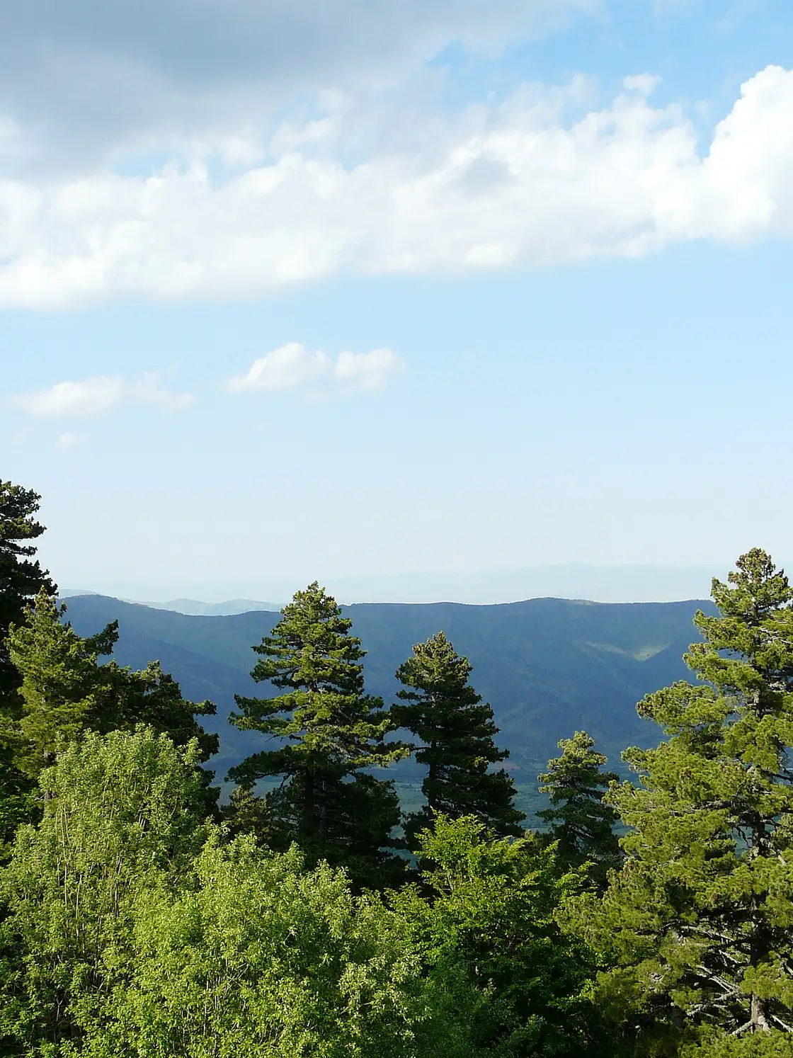Molika pine trees in the foreground with the forested ridges of Pelister National Park behind, under a blue sky